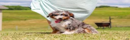 Mini Bernedoodle dogs for sale: Dylan - Ad 1
