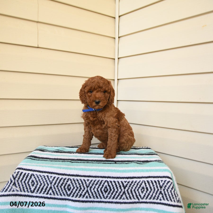 Goldendoodle dogs Marvin - Ad 1