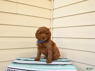 Goldendoodle dogs for sale: Marvin - Ad 2