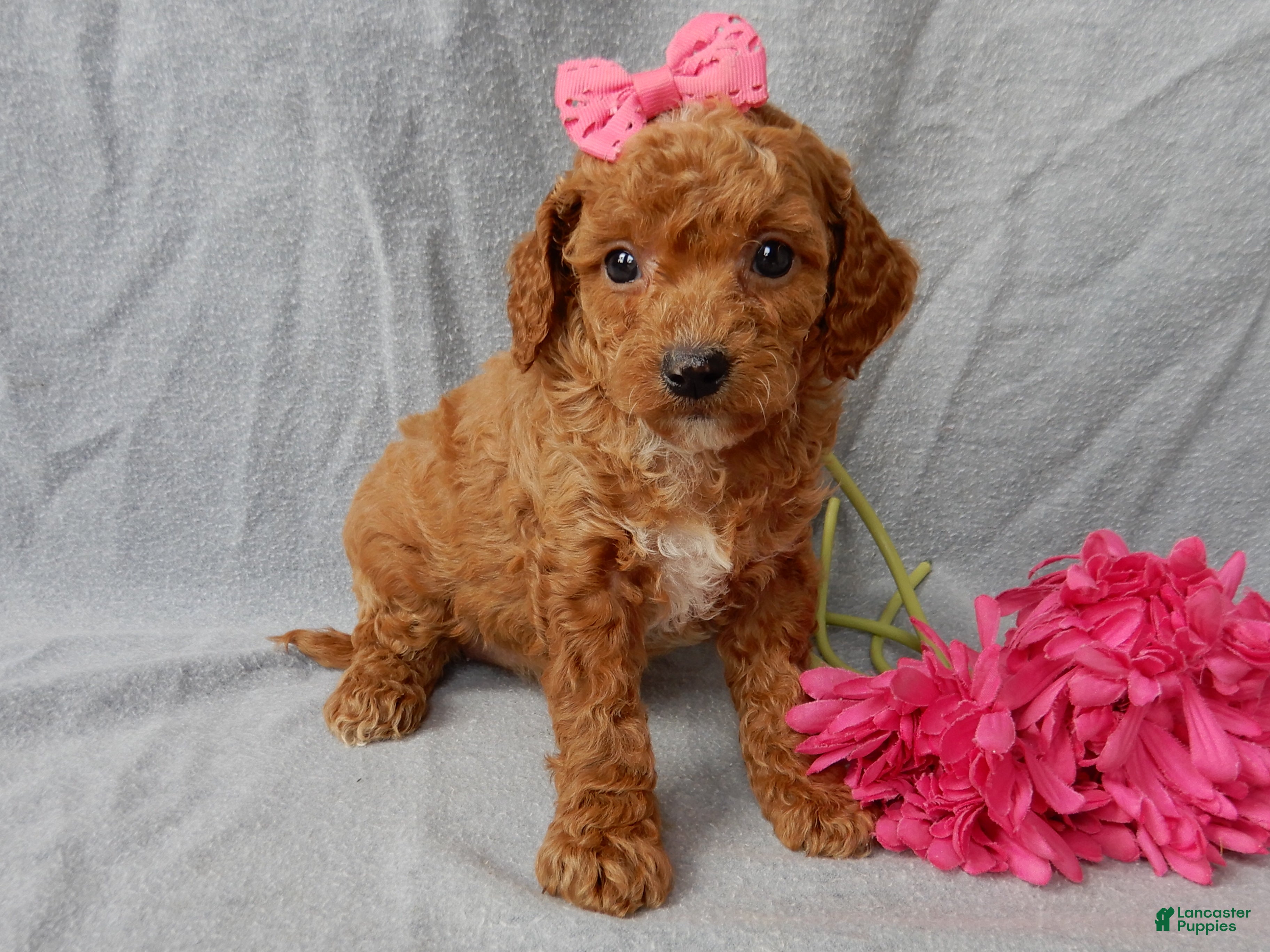 Cavapoo dogs Penny - Ad 2