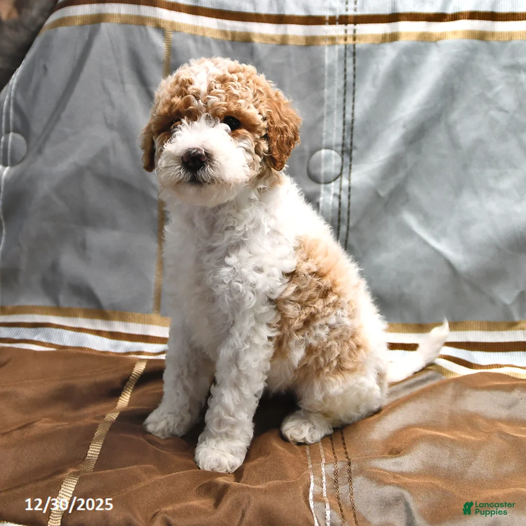 Goldendoodle dogs for sale: Holly - Ad 7