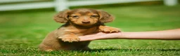 Miniature Dachshund dogs for sale: Ezra - Ad 12