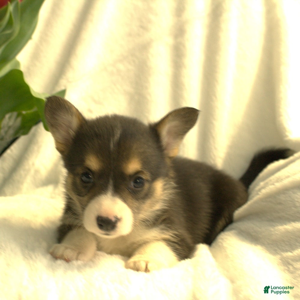 Welsh Corgi Pembroke dogs Diva - Ad 2