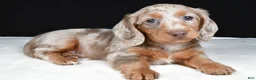 Miniature Dachshund dogs for sale: Bella - Ad 8