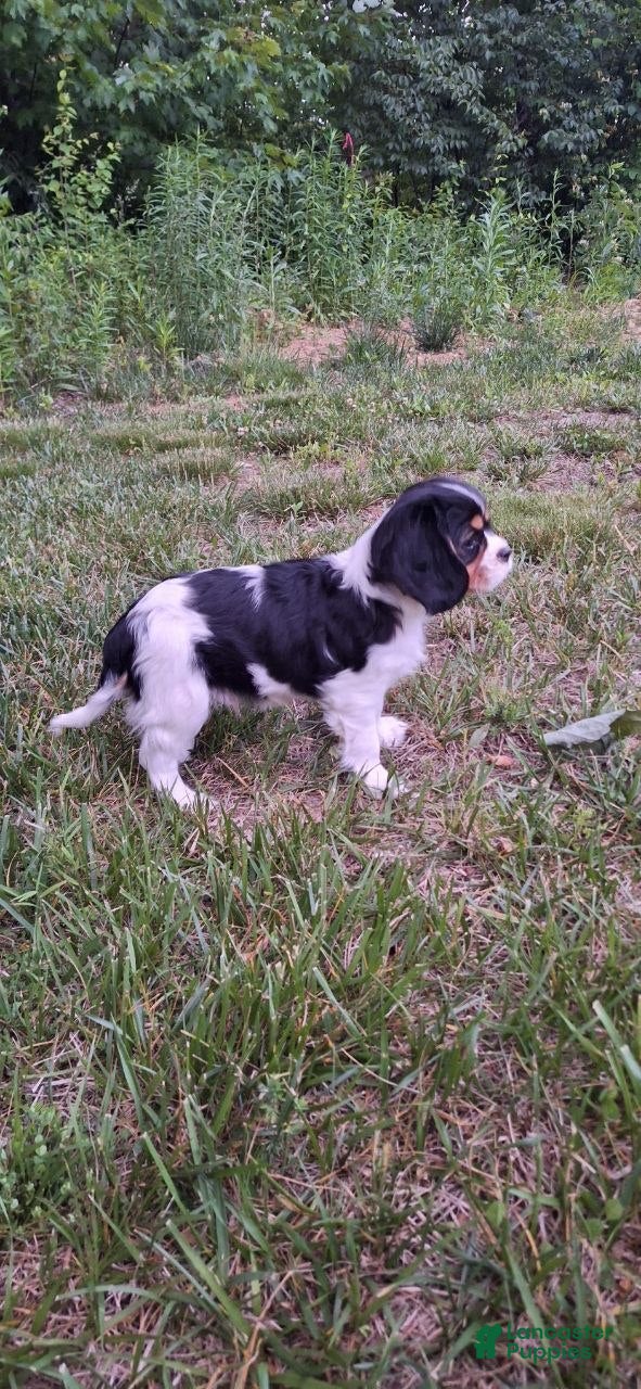 Cavalier King Charles Spaniel dogs Cavalier King Charles Spaniel Puppy 1 - Ad 2