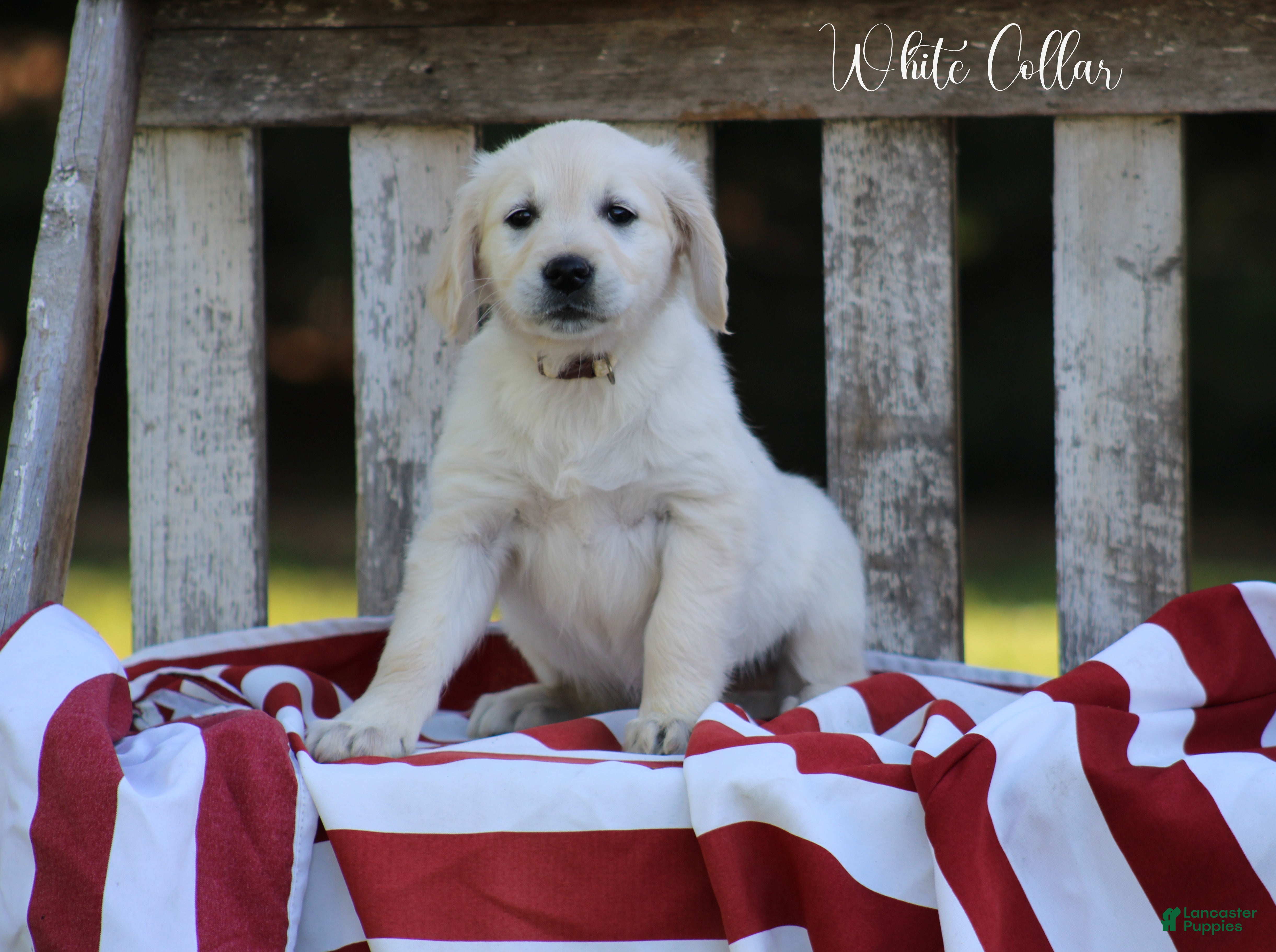 Golden Retriever dogs Golden Retriever White Collar - Ad 1