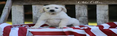 Golden Retriever White Collar