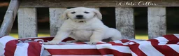 Golden Retriever dogs for sale: Golden Retriever White Collar - Ad 1