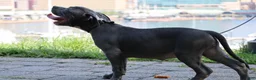 American Bully dogs for sale: Venus - Ad 6