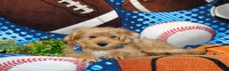 Shorkie dogs for sale: Ludlow Hypoallergenic - Ad 6