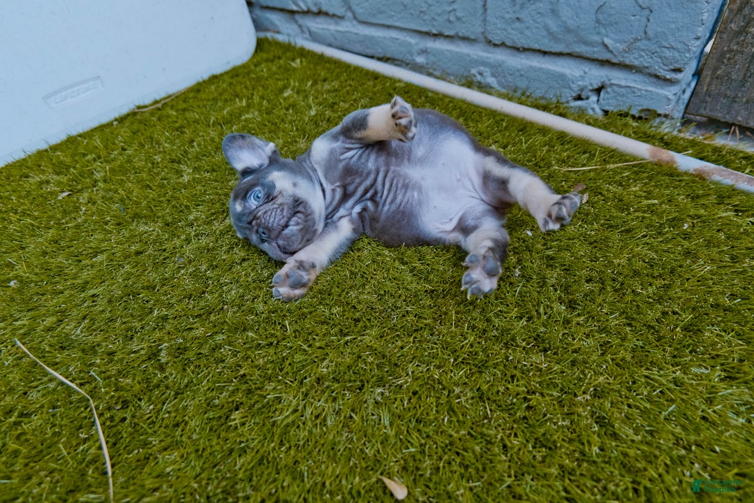 Gallery Image {{count}}