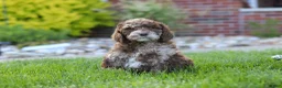 Newfypoo dogs for sale: Trixie - Ad 1