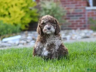 Newfypoo dogs for sale: Trixie - Ad 3
