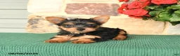 Yorkshire Terrier dogs for sale: Hickory - Ad 2