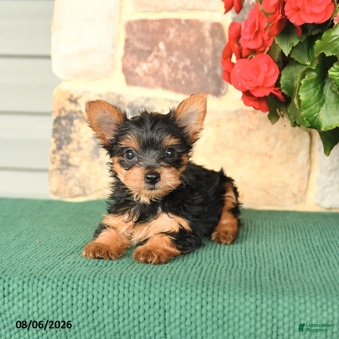 Yorkshire Terrier dogs for sale: Hickory - Ad 2