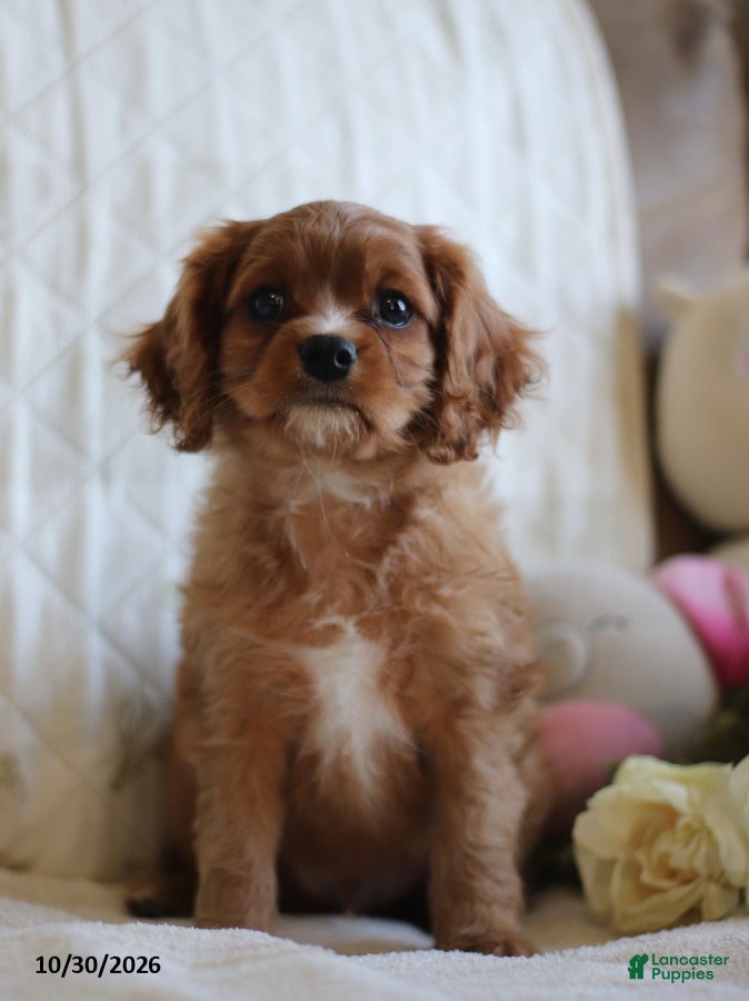 Cavalier King Charles Spaniel dogs for sale: Oscar - Ad 1