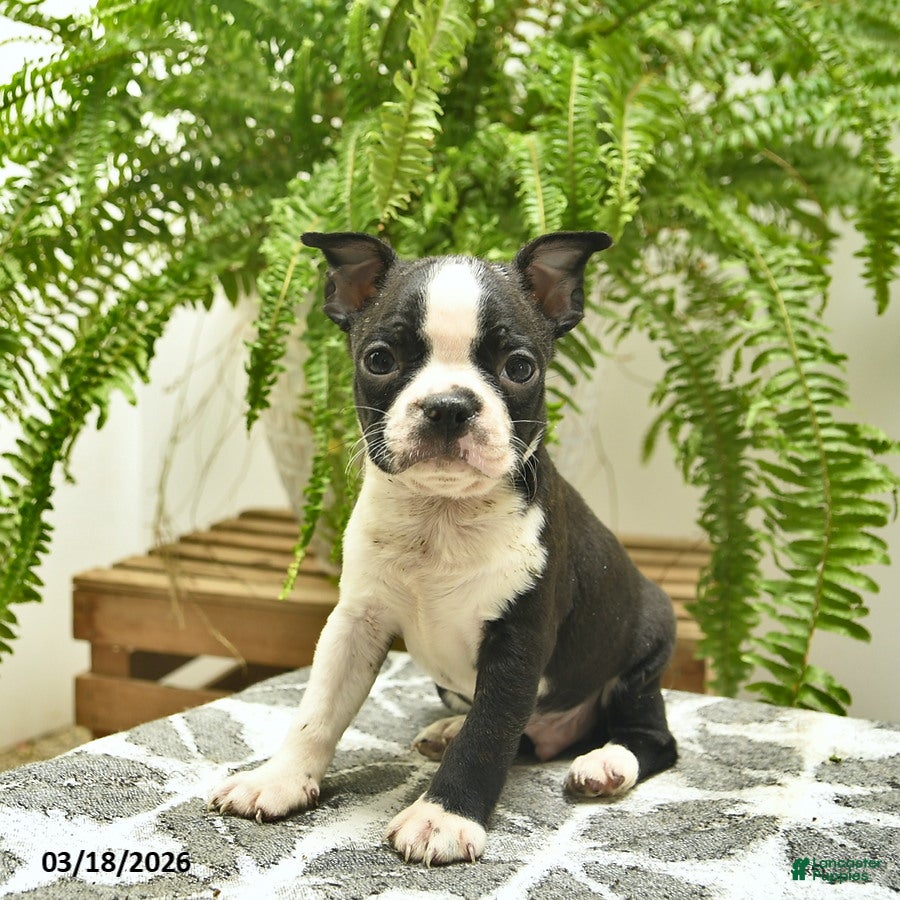 Boston Terrier dogs Chuck  - Ad 1