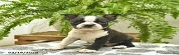 Boston Terrier dogs for sale: Chuck  - Ad 1