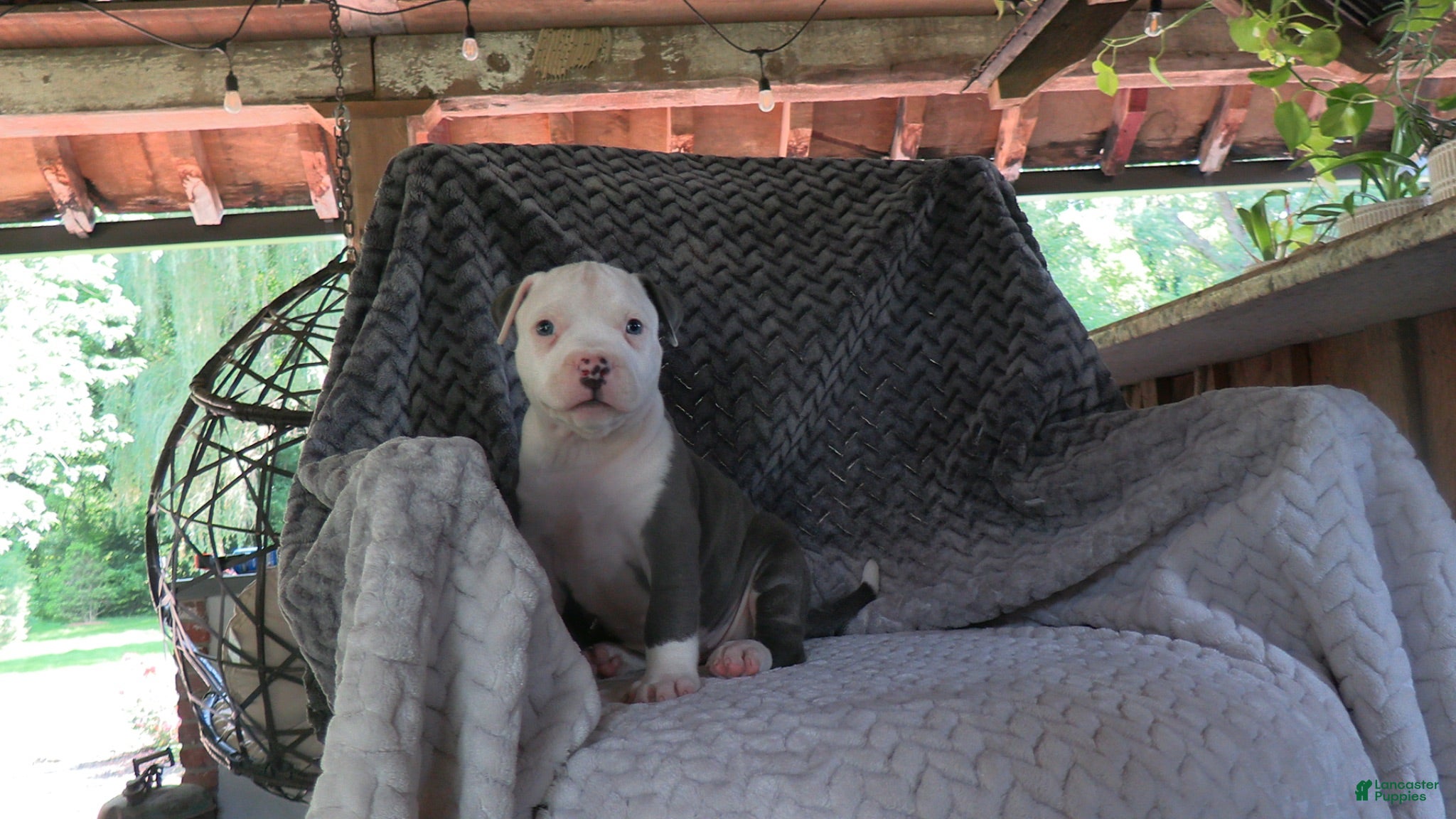 American Bully dogs Beatrix - Ad 23