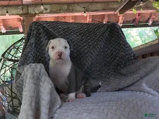 American Bully dogs Beatrix - Ad 23