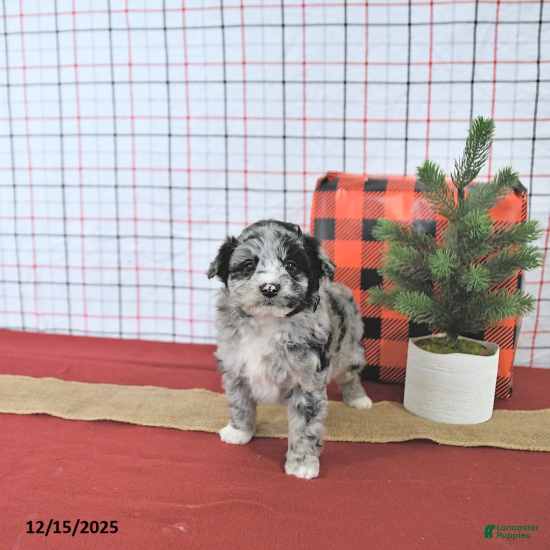 Mini Aussiedoodle dogs for sale: Santa EXTRA SMALL - Ad 2