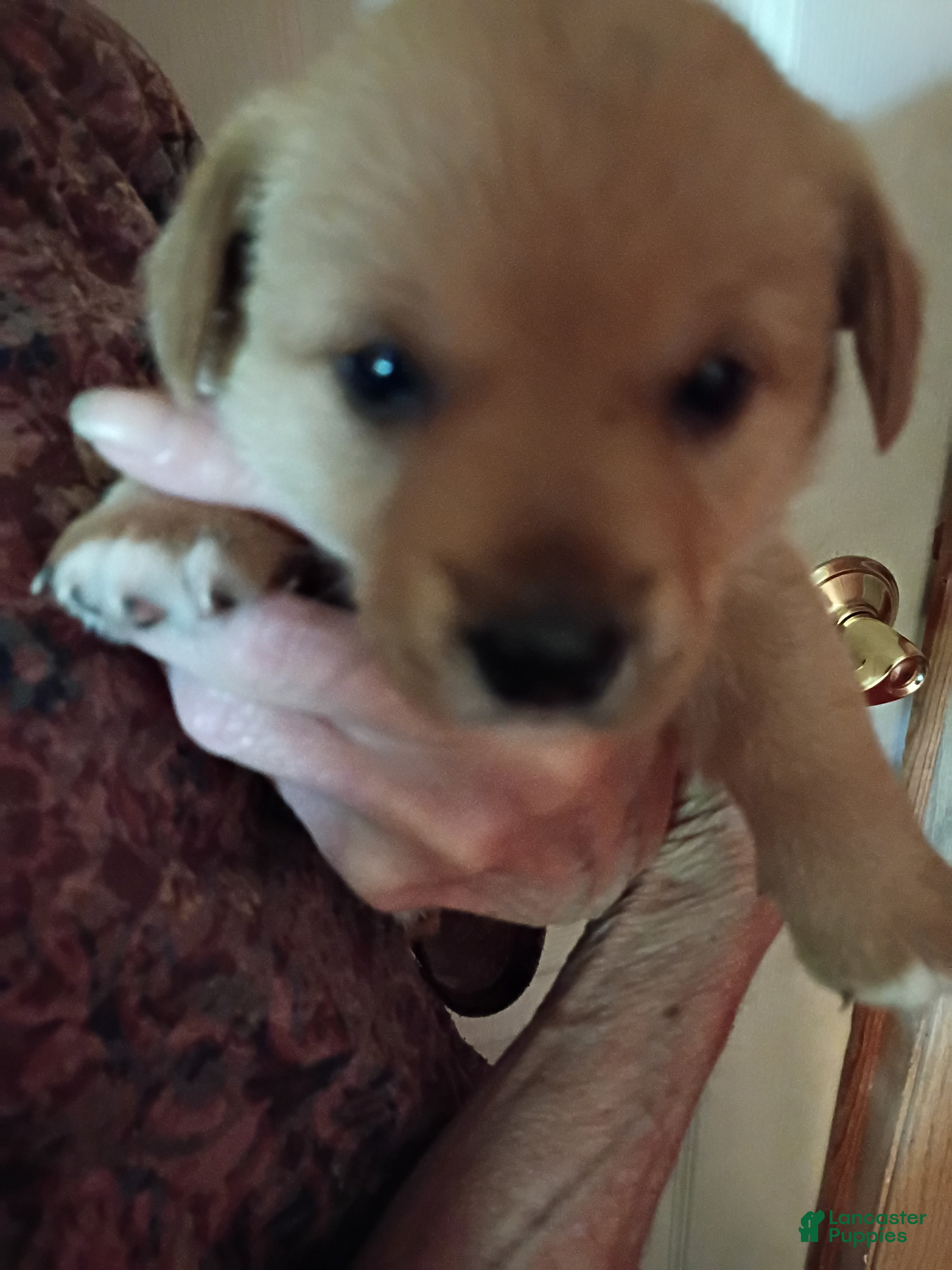 Mixed Breed dogs Mixed Breed 4 - Ad 40