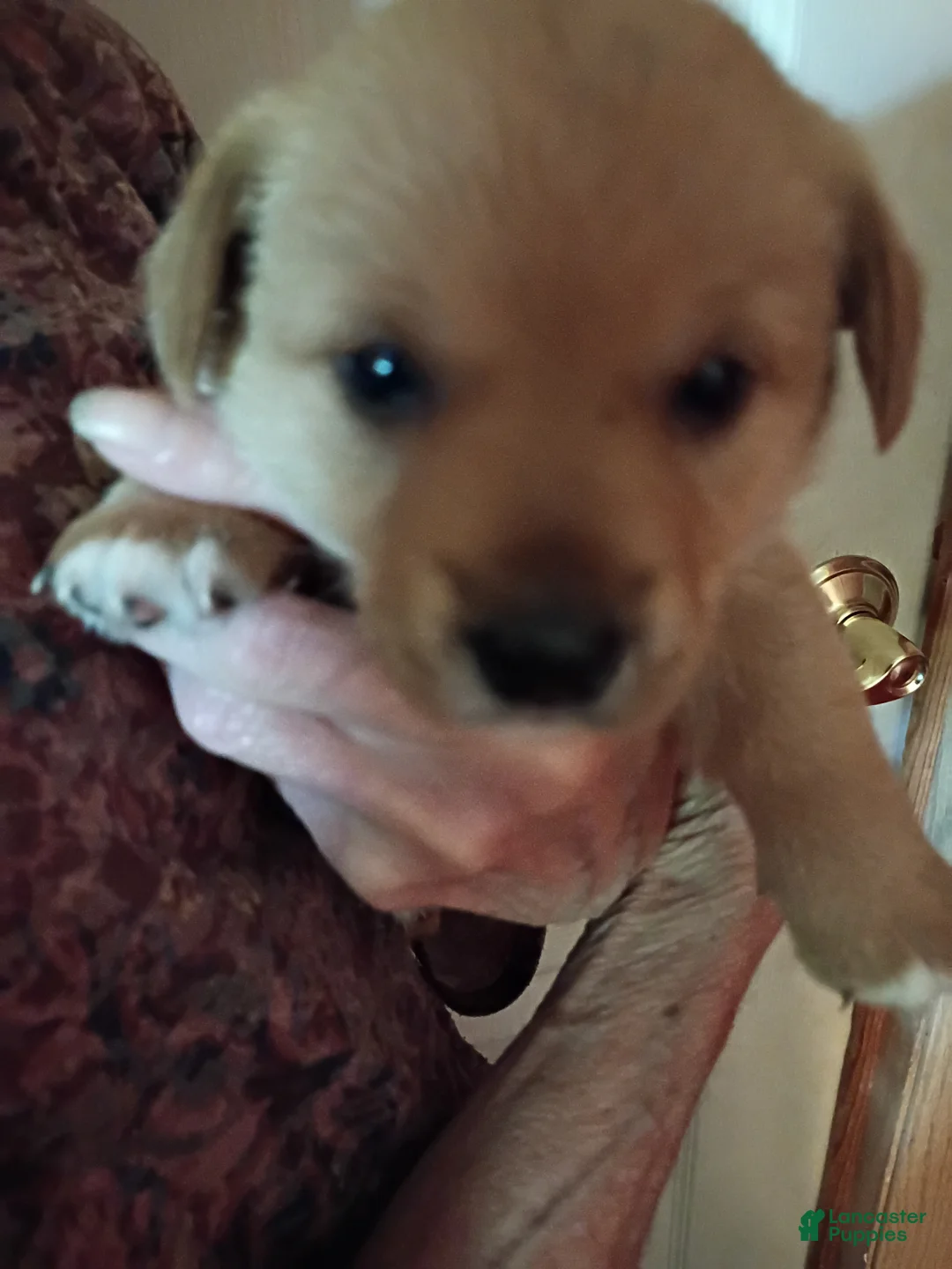Mixed Breed dogs for sale: Mixed Breed 4 - Ad 1