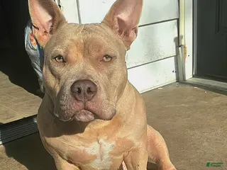 American Bully dogs American Bully Puppy 1 - Ad 20