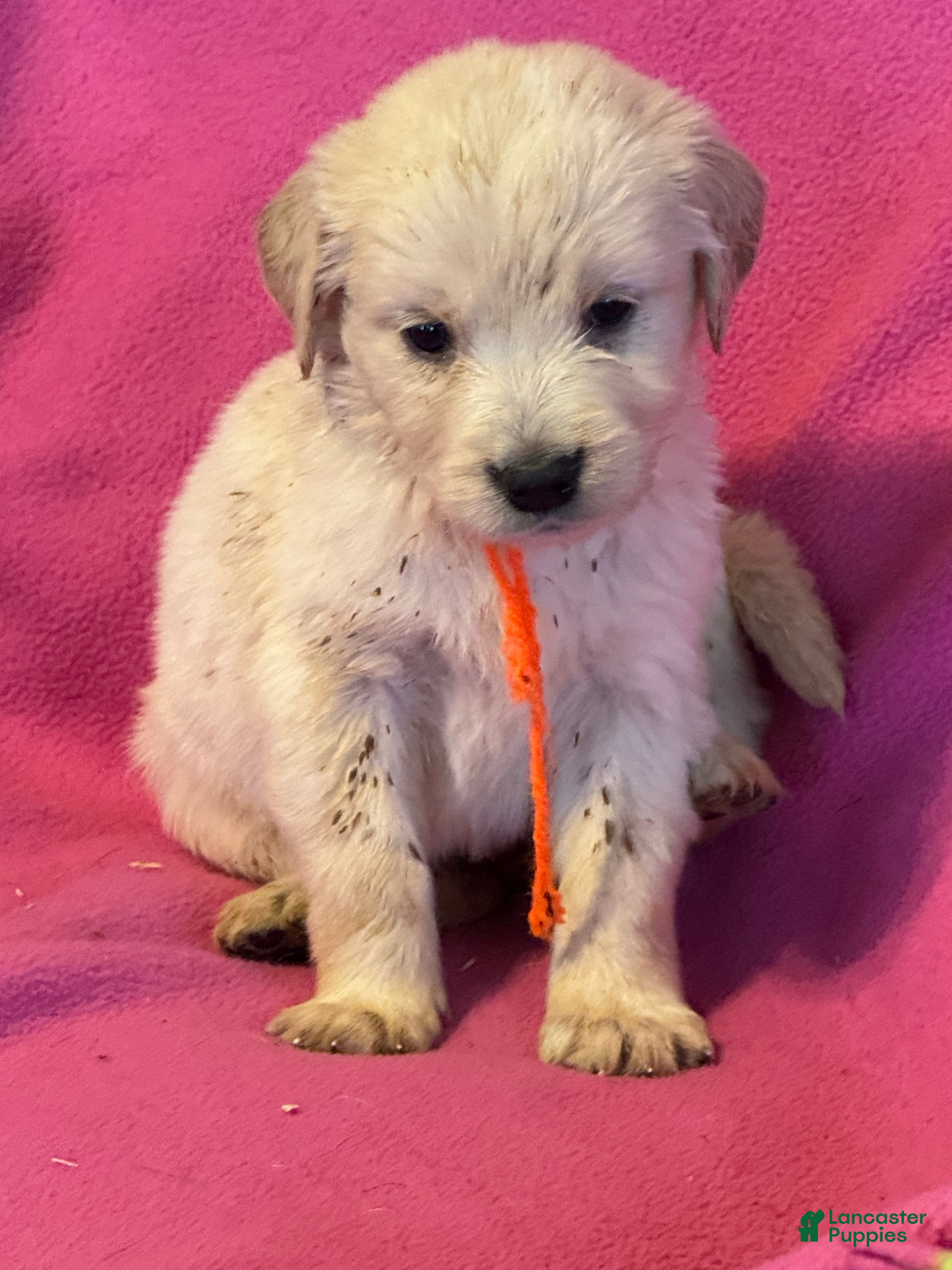 Golden Retriever dogs Orange female - Penny  - Ad 26