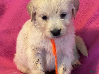 Golden Retriever dogs Orange female - Penny - Ad 6