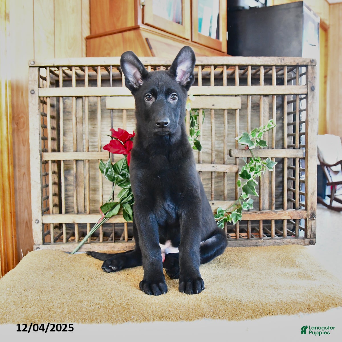 Mixed Breed dogs Owen - Ad 34