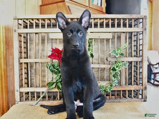 Mixed Breed dogs Owen - Ad 28