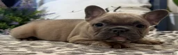 French Bulldog dogs for sale: Fancy - Ad 4