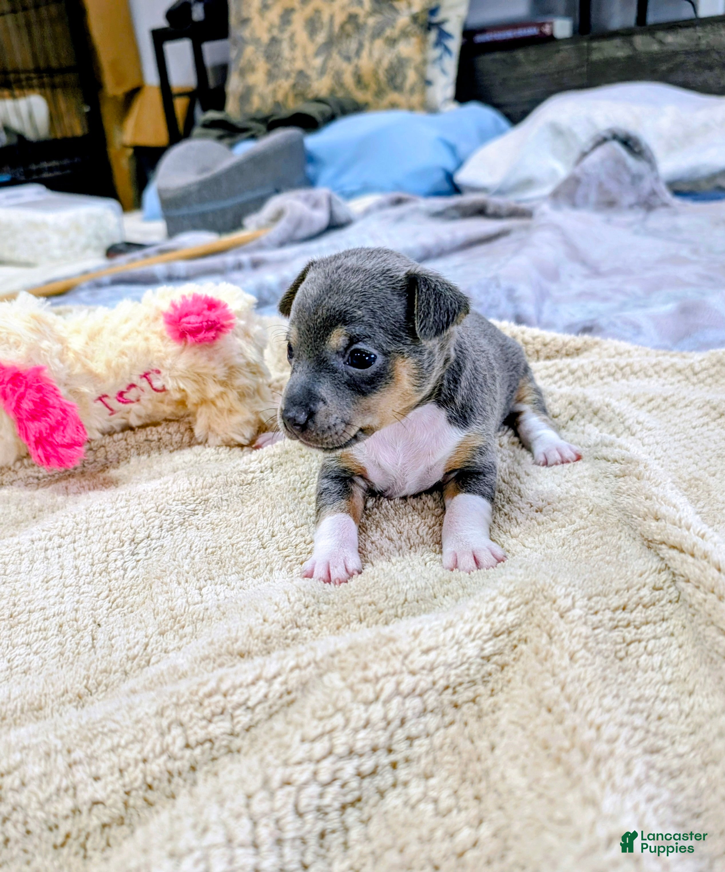Rat Terrier dogs Annabelle - Mini Rat  - Ad 2