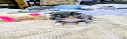 Rat Terrier dogs for sale: Annabelle - Mini Rat  - Ad 2