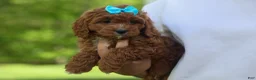 Cavapoo dogs for sale: OSCAR - Ad 5