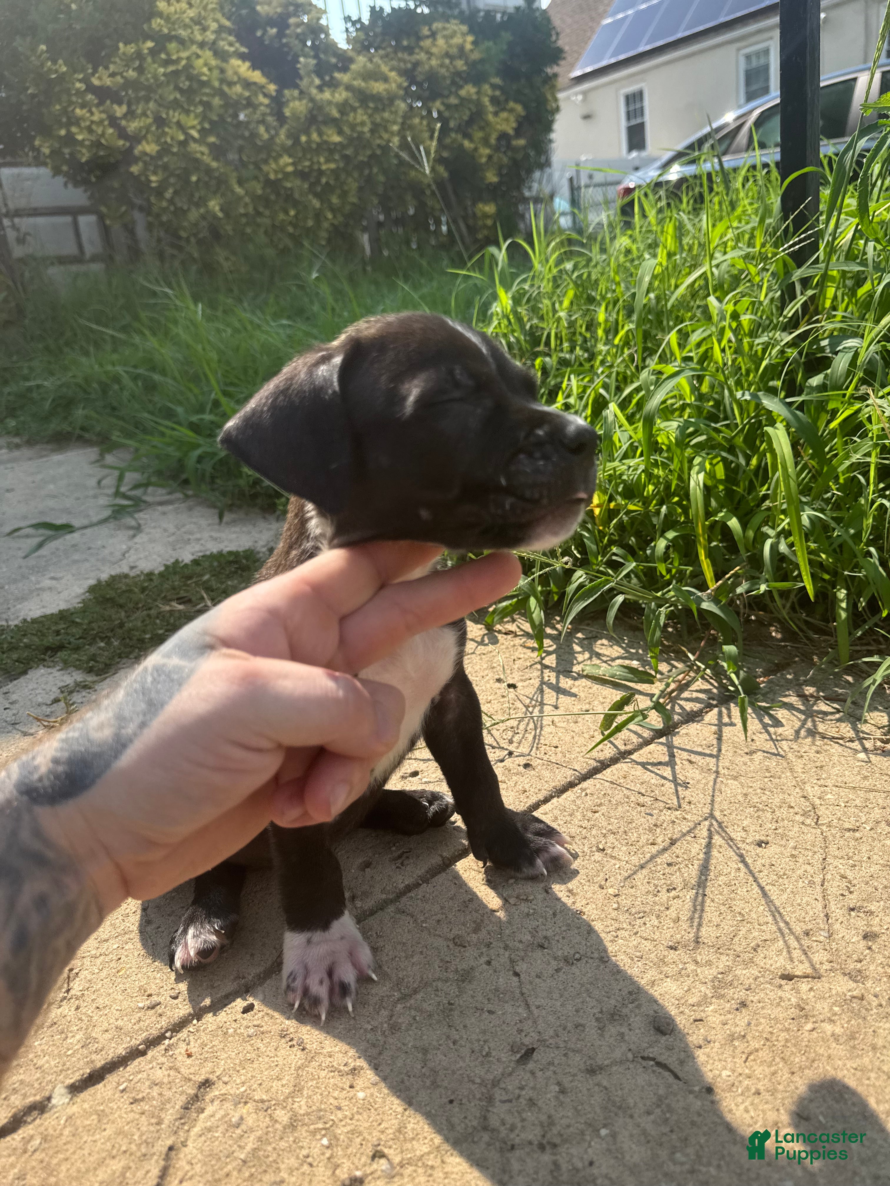 American Bully dogs Balu - Ad 7