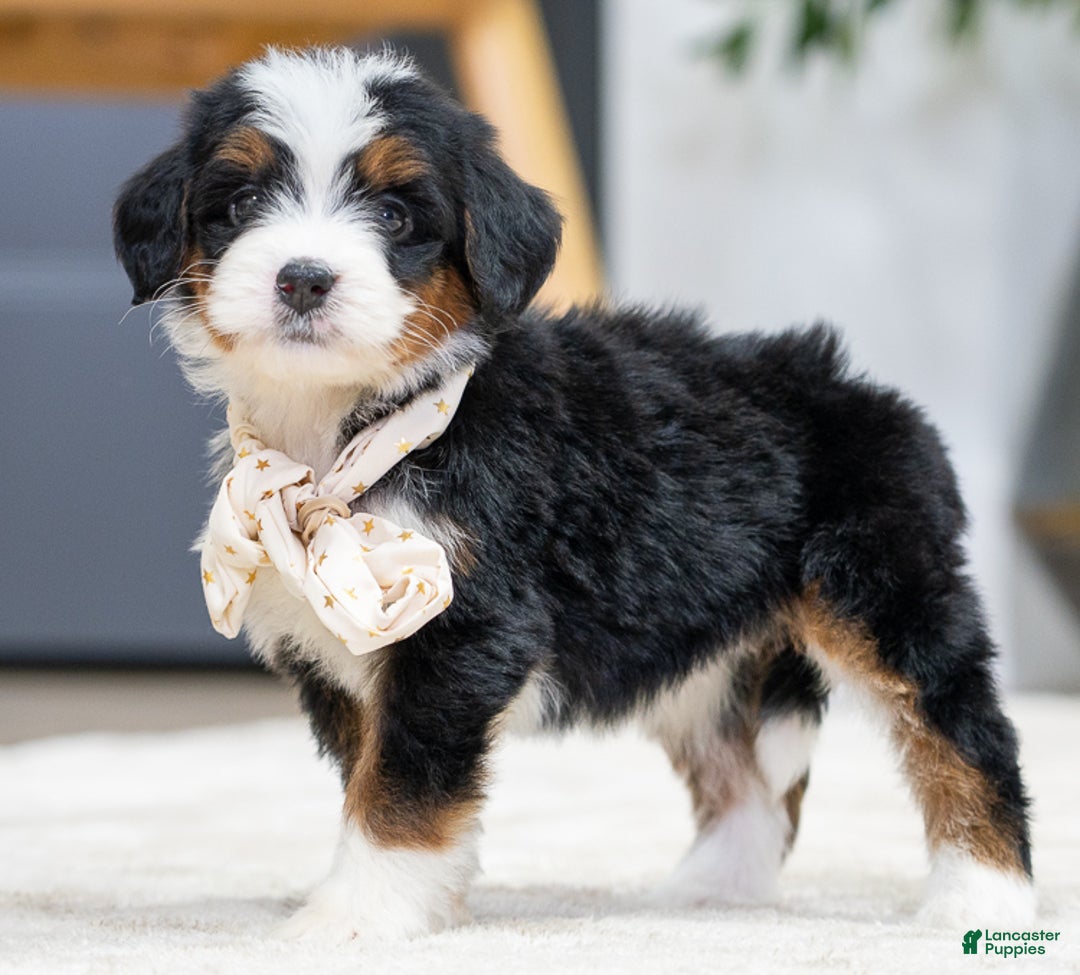 Mini Bernedoodle dogs for sale: Petra - Ad 3