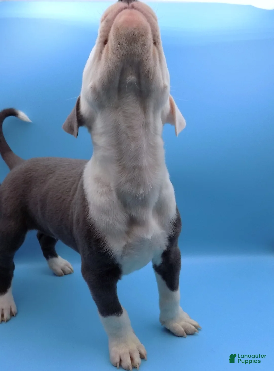 Mixed Breed dogs for sale: Mambo - Ad 5