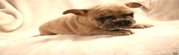 French Bulldog dogs for sale: Moose - Ad 6
