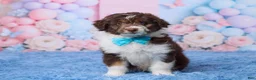 Aussiedoodle dogs for sale: Casper - Ad 1