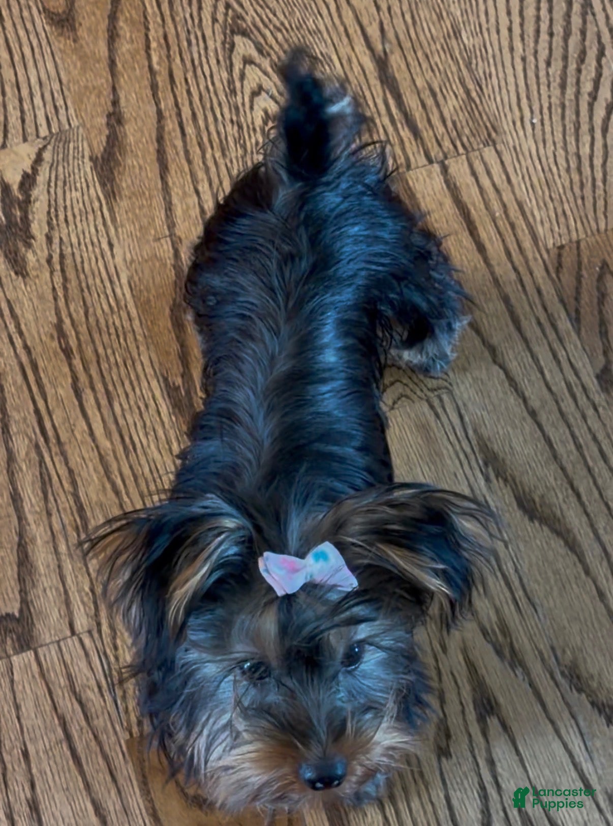 Yorkshire Terrier dogs Yorkshire Terrier 1 - Ad 2
