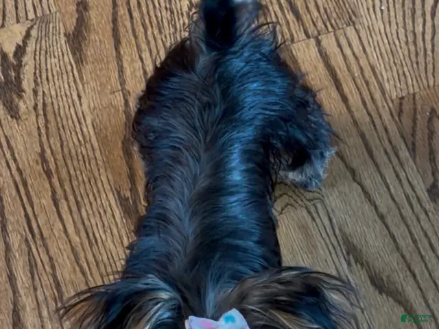 Yorkshire Terrier dogs Yorkshire Terrier 1 - Ad 2