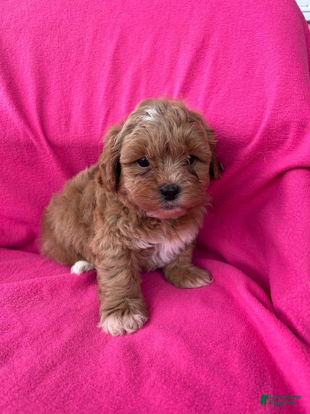 Shihpoo dogs for sale: MARLIE - Ad 1