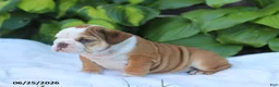 English Bulldog dogs for sale: Ruthie - Ad 3