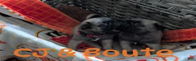 Pug 1
