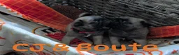 Pug dogs for sale: Pug 1 - Ad 1