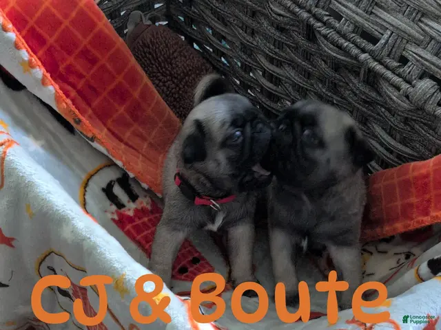 Pug dogs for sale: Pug 1 - Ad 1