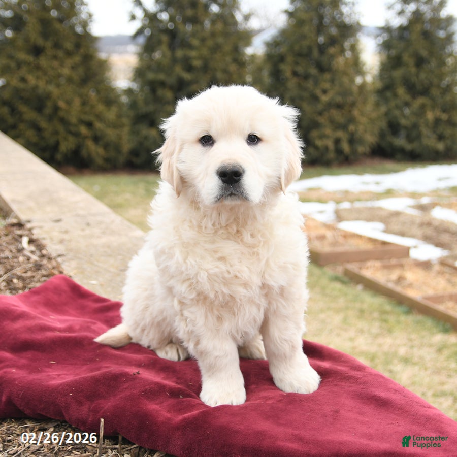 Golden Retriever dogs Scout - Ad 2