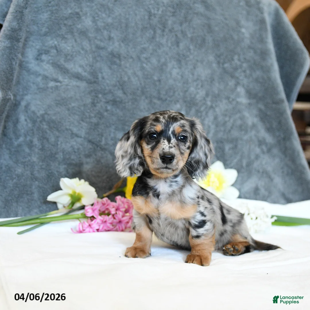 Miniature Dachshund dogs for sale: Everett - Ad 1